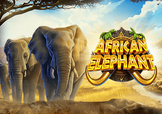 African Elephant thumbnail